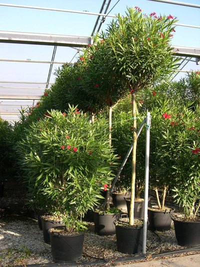 NERIUM oleander