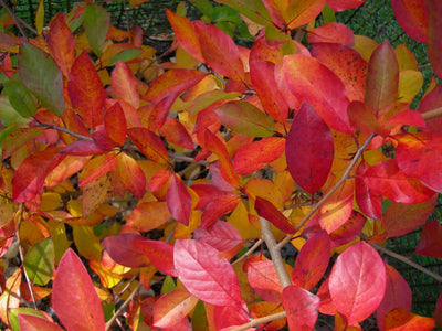 NYSSA sylvatica 'Sheffield Park'
