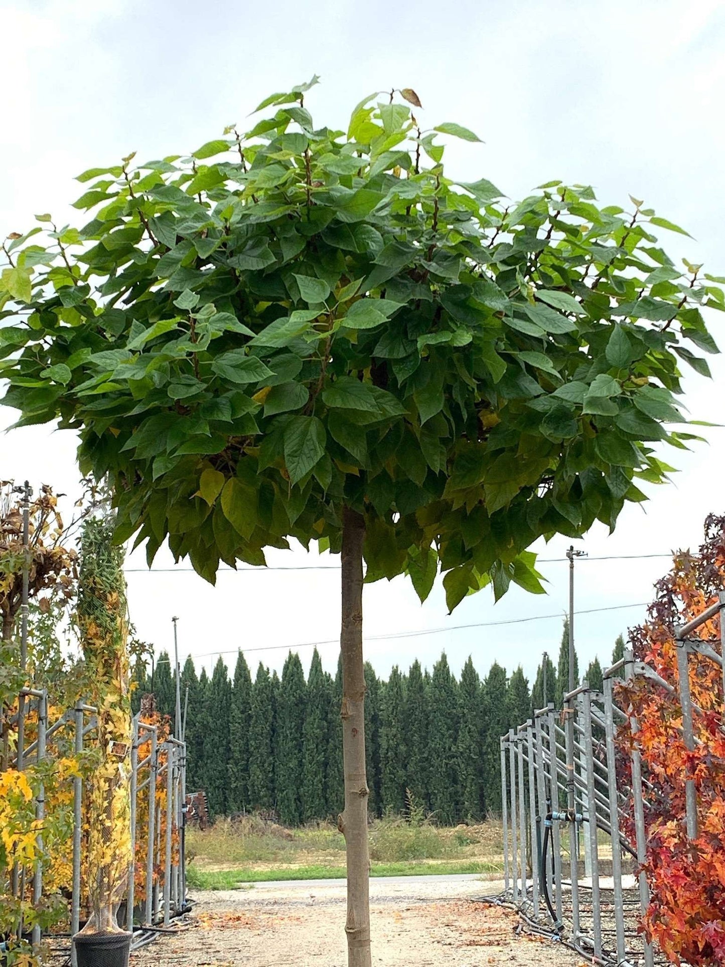 MORUS alba 'Globosa'