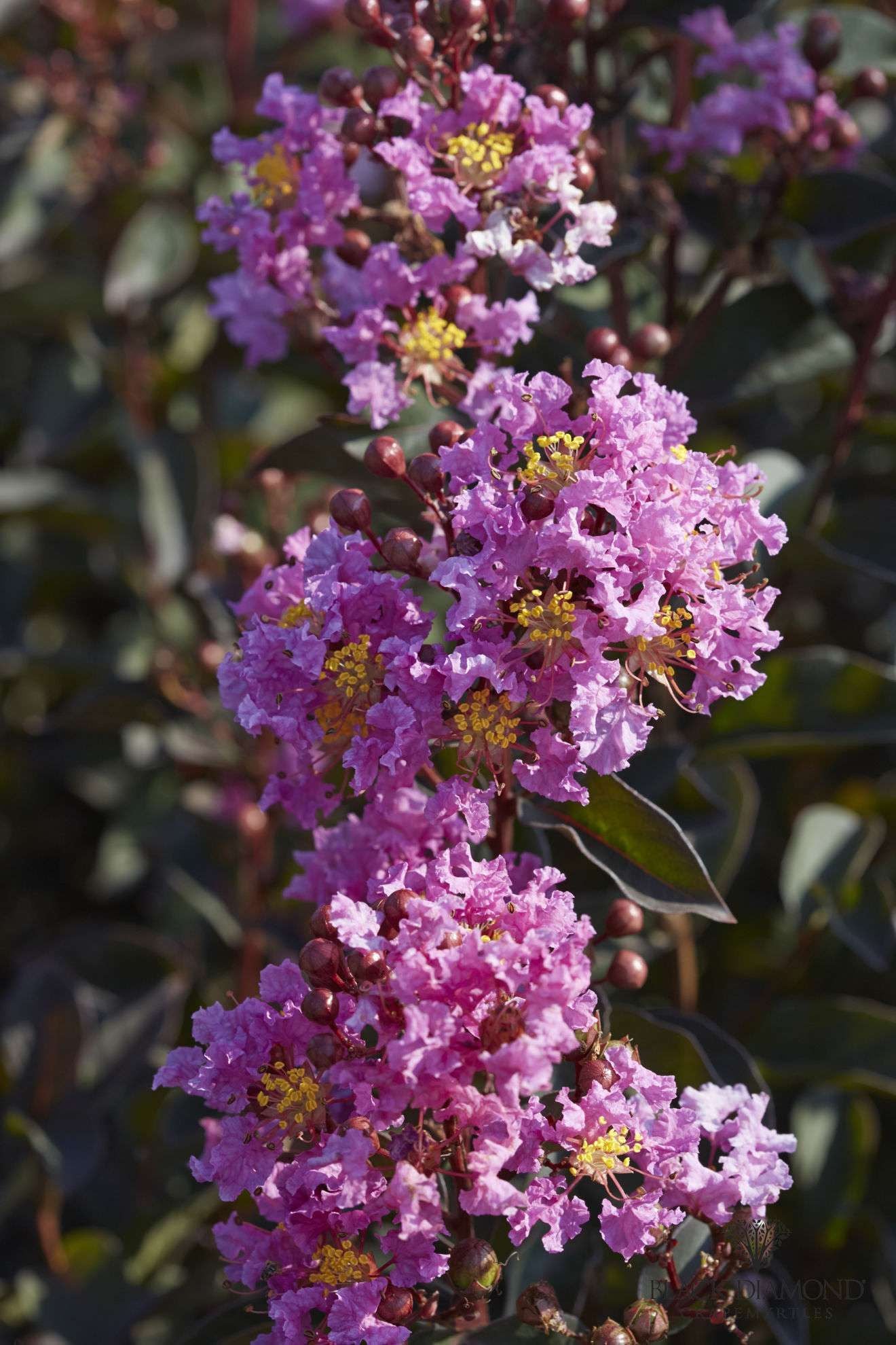LAGERSTROEMIA indica 'Black Diamond ® Lavender Lace'