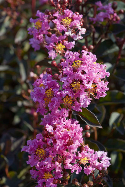 LAGERSTROEMIA indica 'Black Diamond ® Lavender Lace'