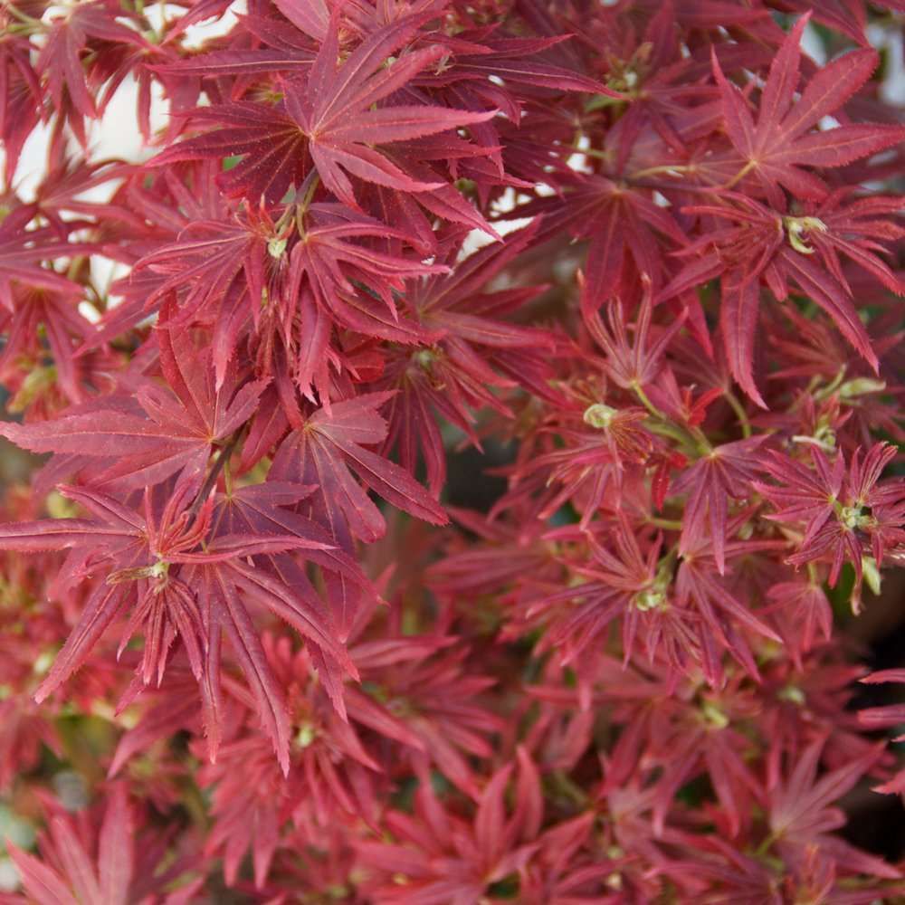 ACER palmatum 'Shaina'