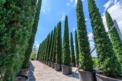 CUPRESSUS sempervirens 'Garda'