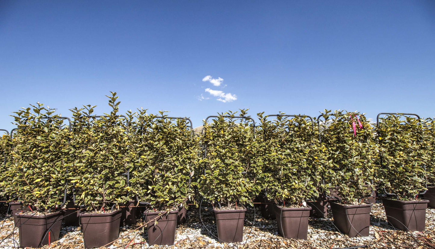 ELAEAGNUS x ebbingei 'Viveleg' ®