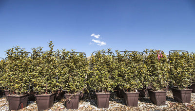 ELAEAGNUS x ebbingei 'Viveleg' ®