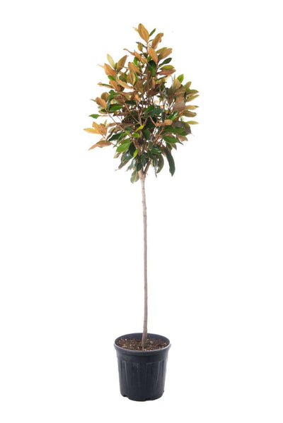 MAGNOLIA grandiflora 'Little Gem'