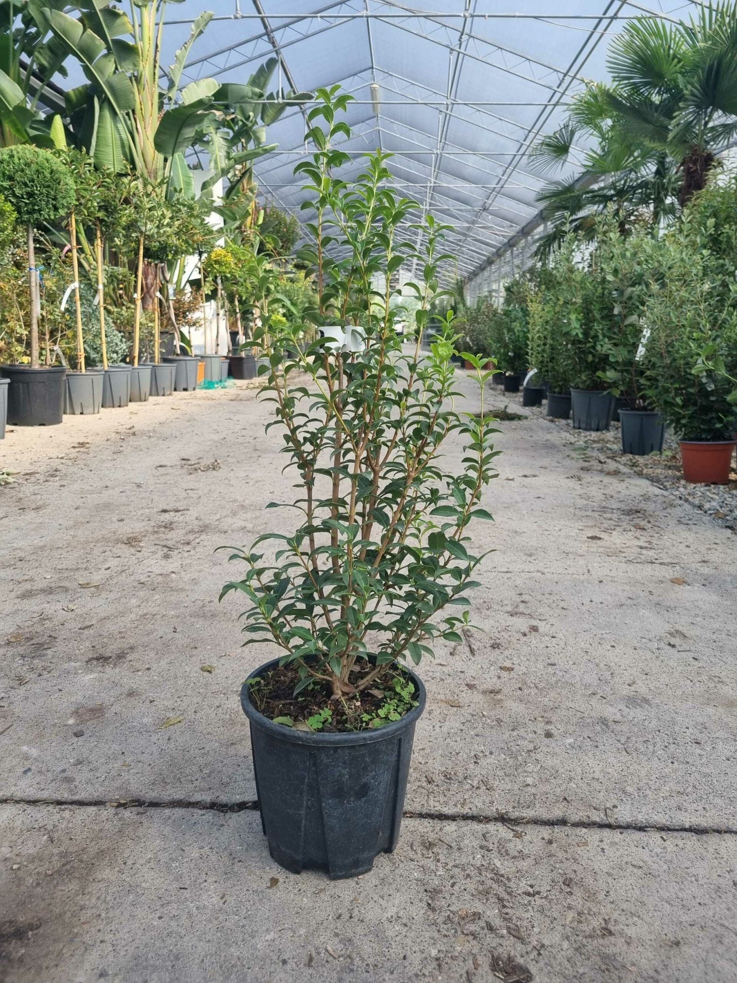 OSTRYA carpinifolia