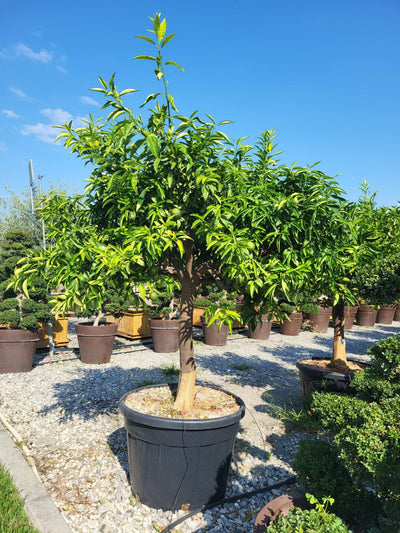 CITRUS x paradisi