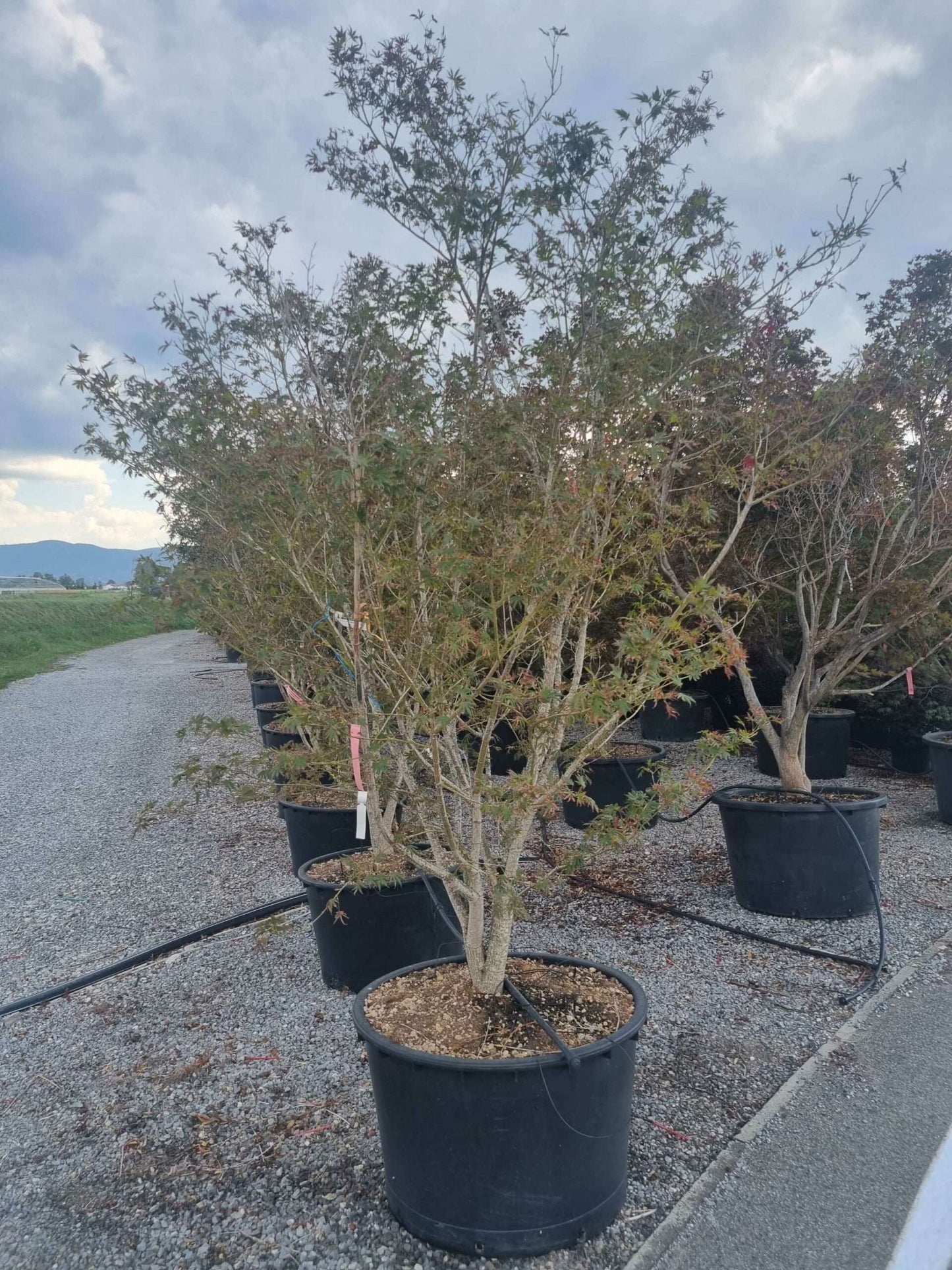 ACER palmatum 'Tsukasa Silhouette'