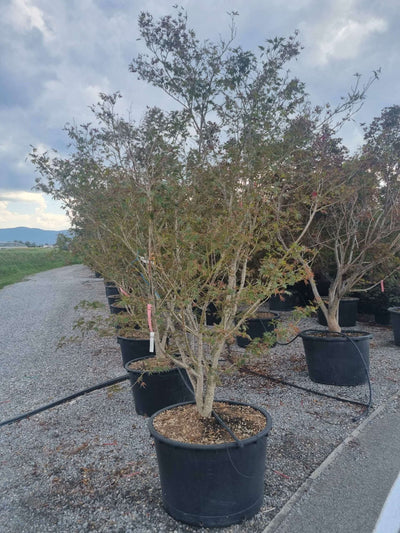 ACER palmatum 'Tsukasa Silhouette'
