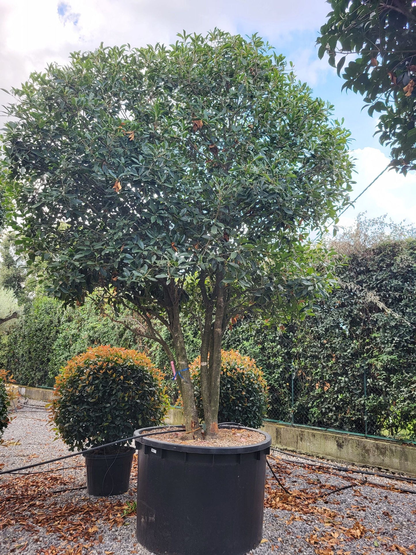 OSMANTHUS fragrans