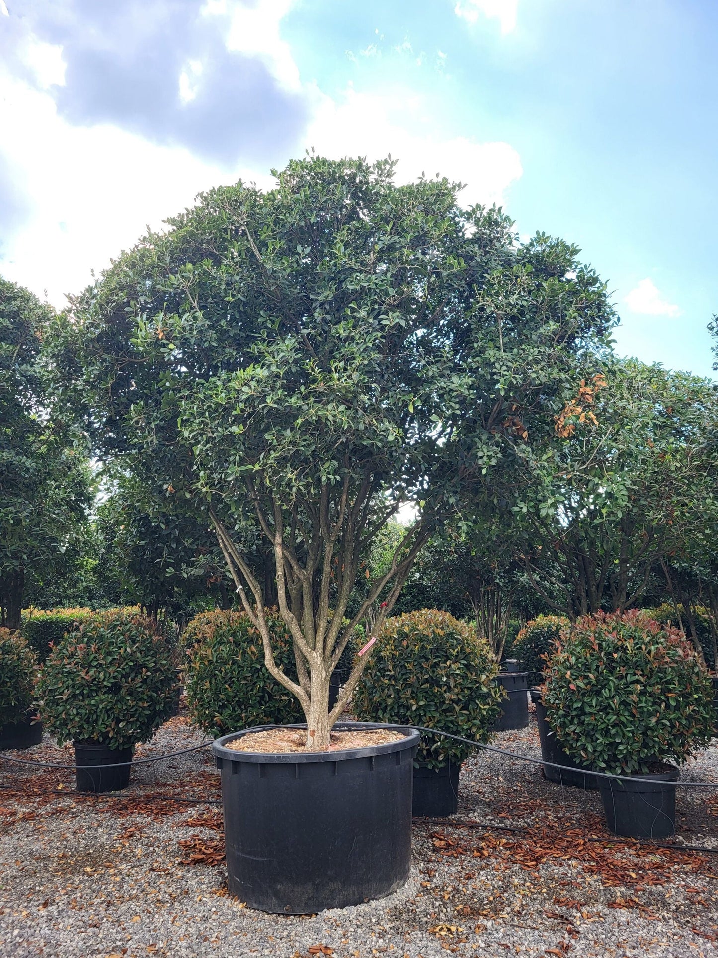 OSMANTHUS heterophyllus 'Giulfti'