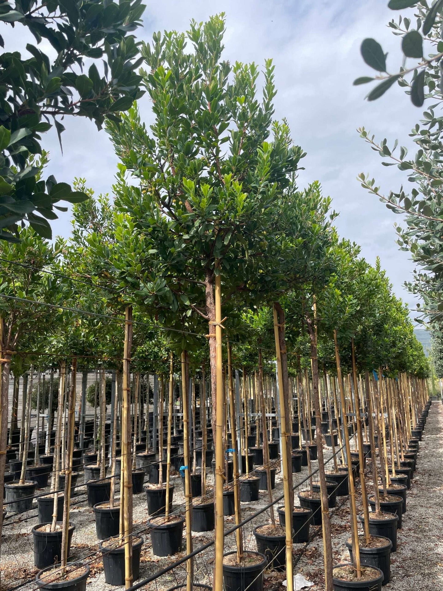 ARBUTUS unedo 'Compacta'