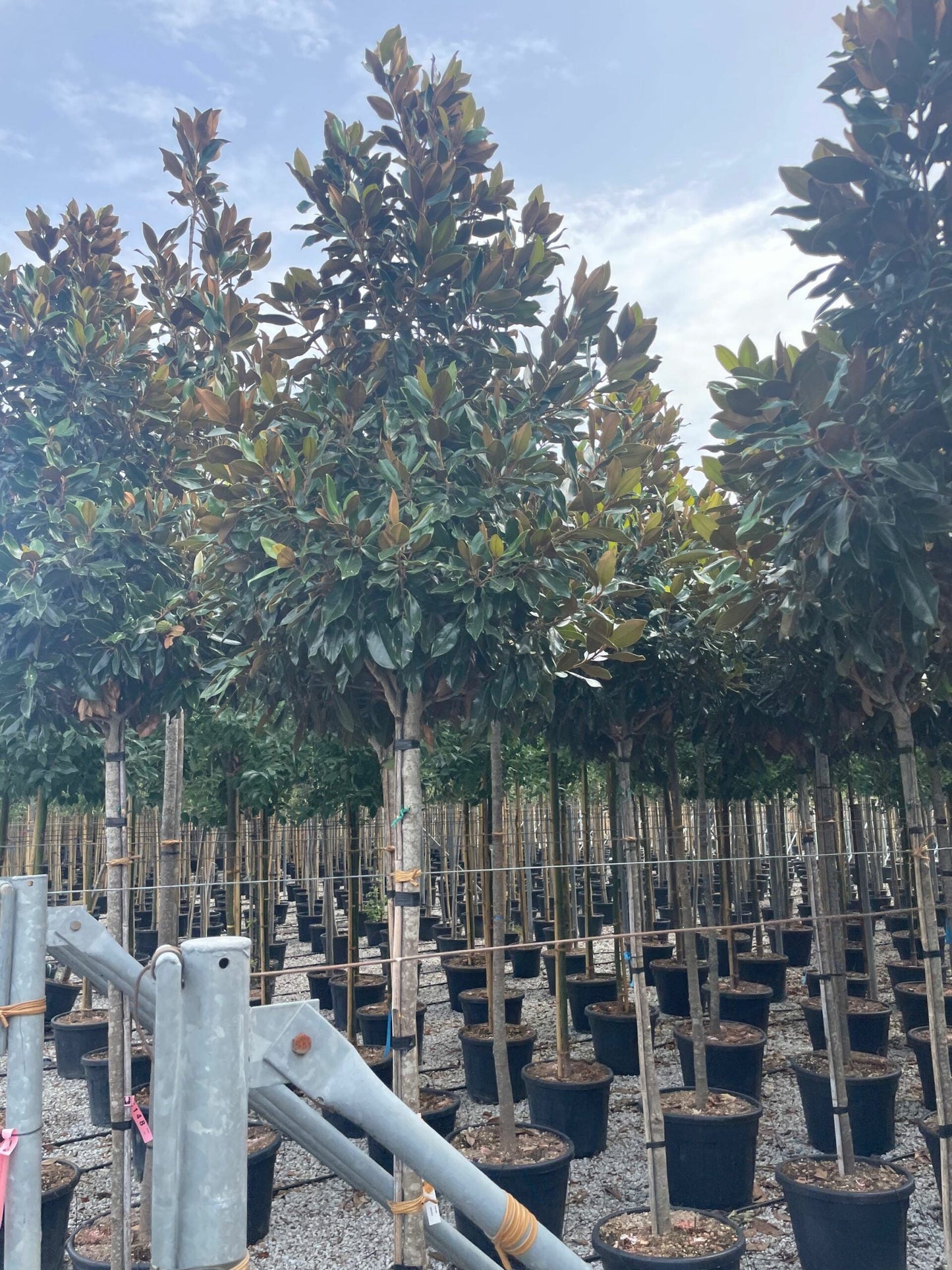 MAGNOLIA grandiflora 'Namnetensis Flore Pleno'