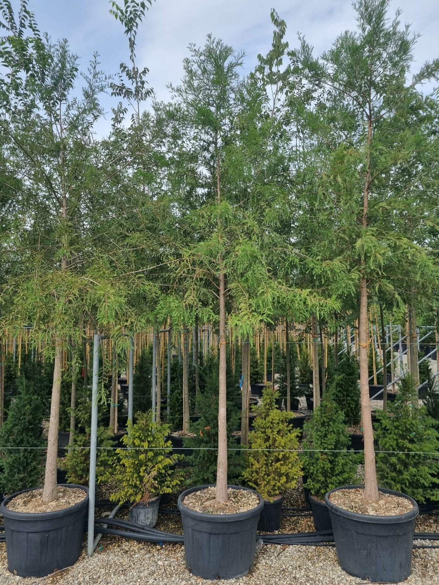 METASEQUOIA glyptostroboides 'Hamlet's Broom'