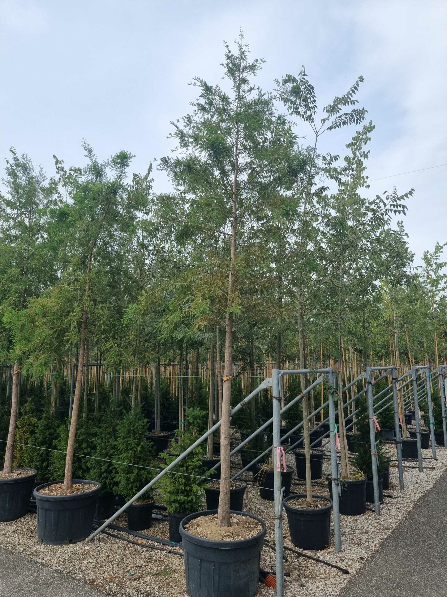 METASEQUOIA glyptostroboides 'Hamlet's Broom'