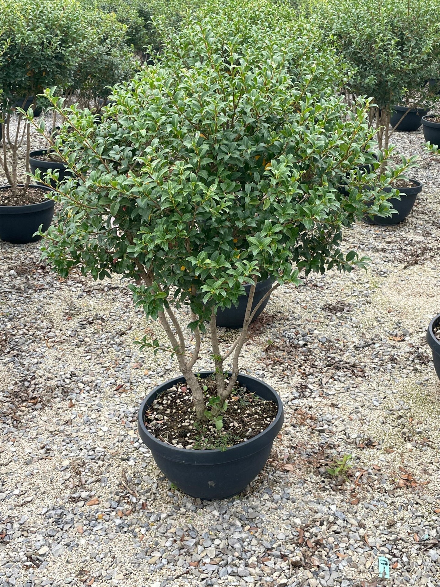 OSTRYA carpinifolia