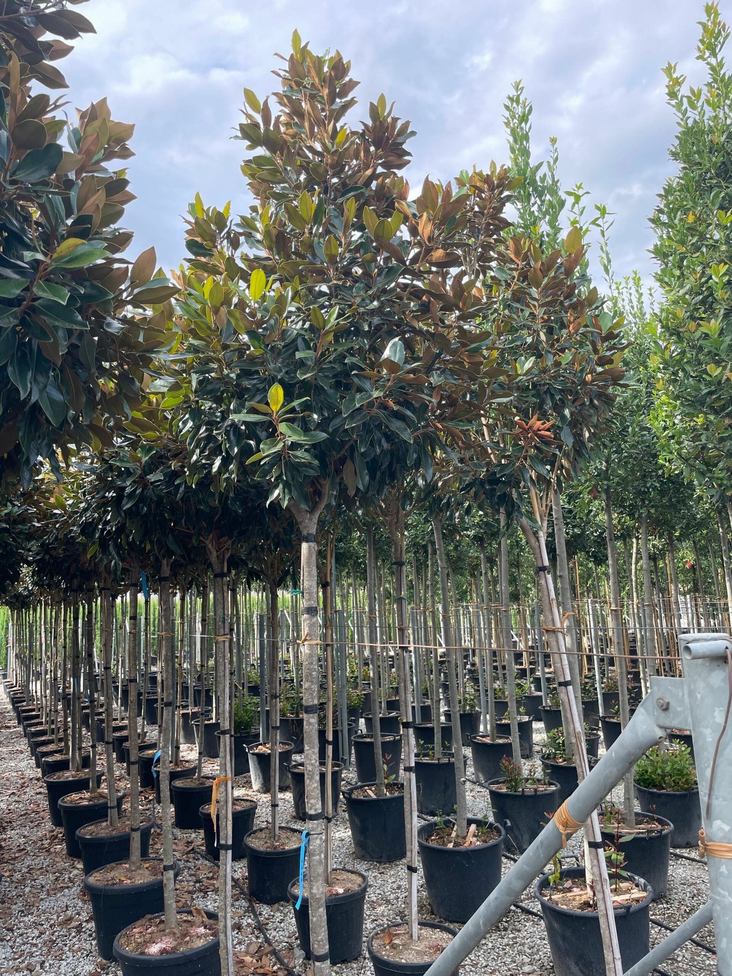 MAGNOLIA grandiflora 'Namnetensis Flore Pleno'