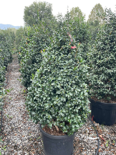CAMELLIA sasanqua 'FLM-10'