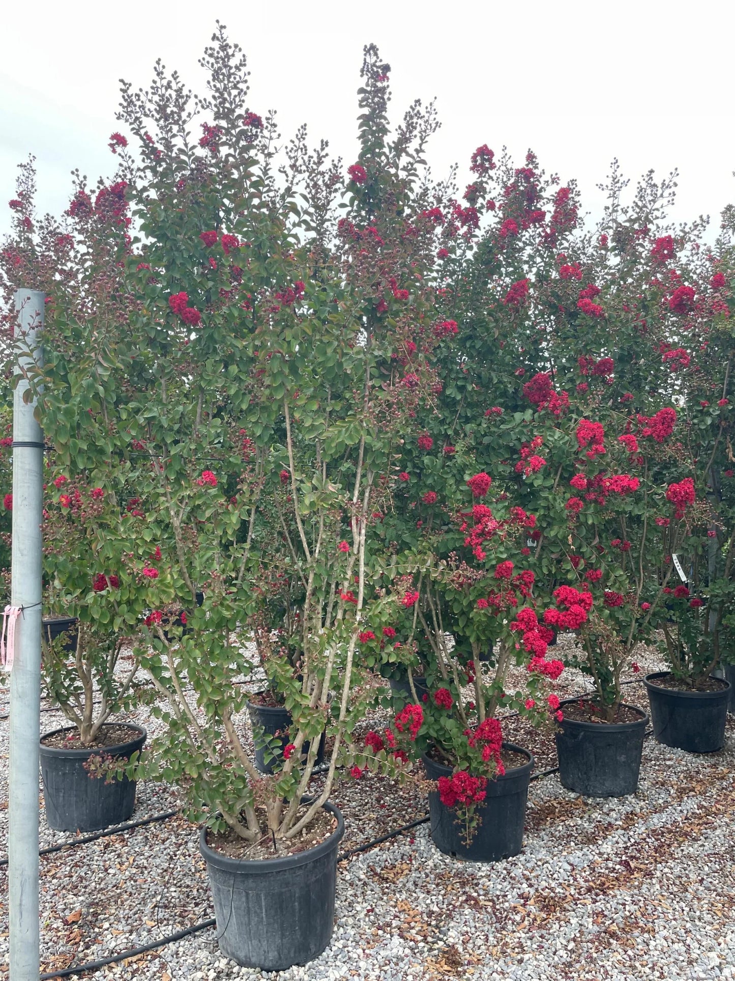 LAGERSTROEMIA x 'Lipan'