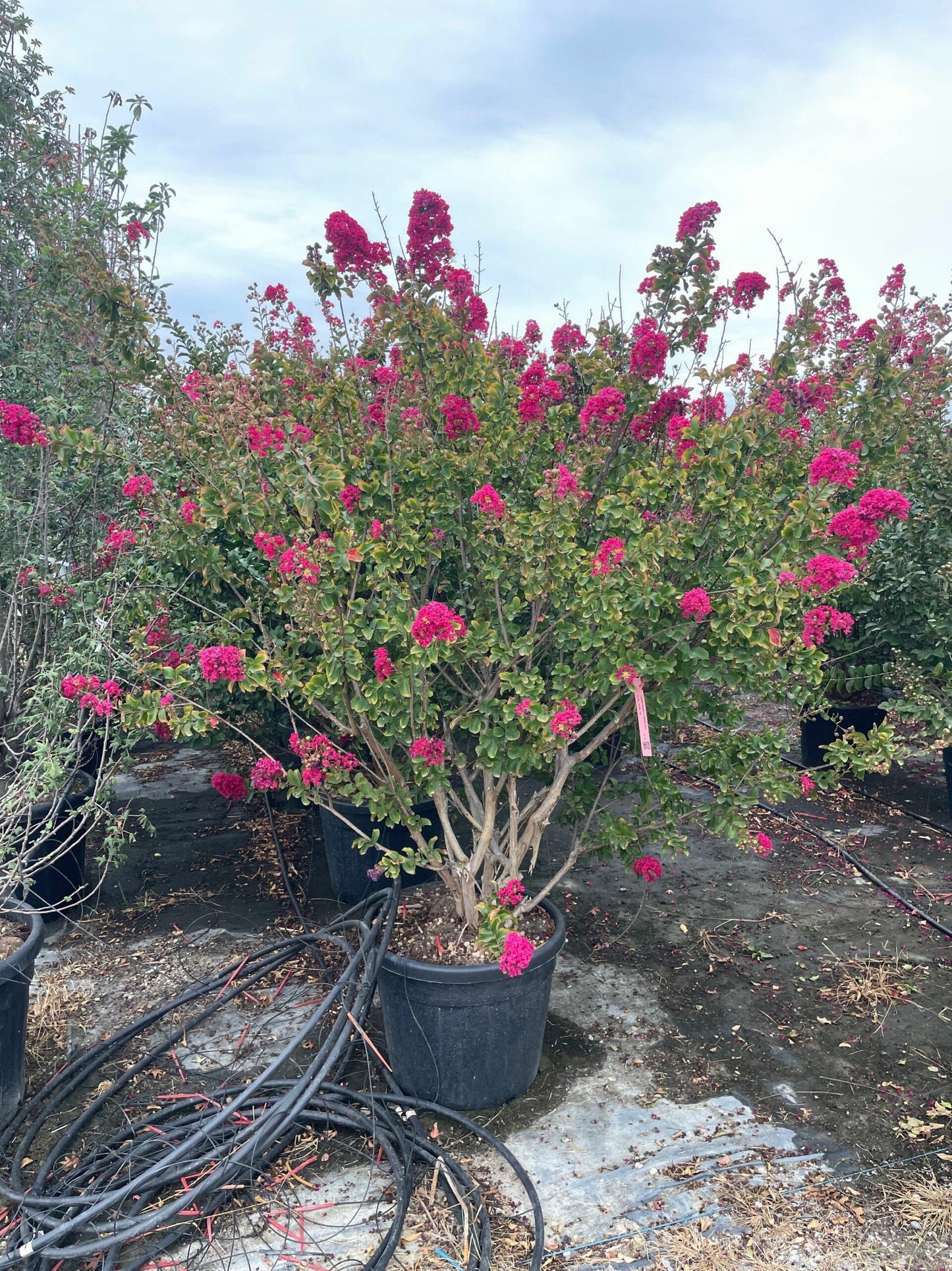 LAGERSTROEMIA x 'Dynamite'