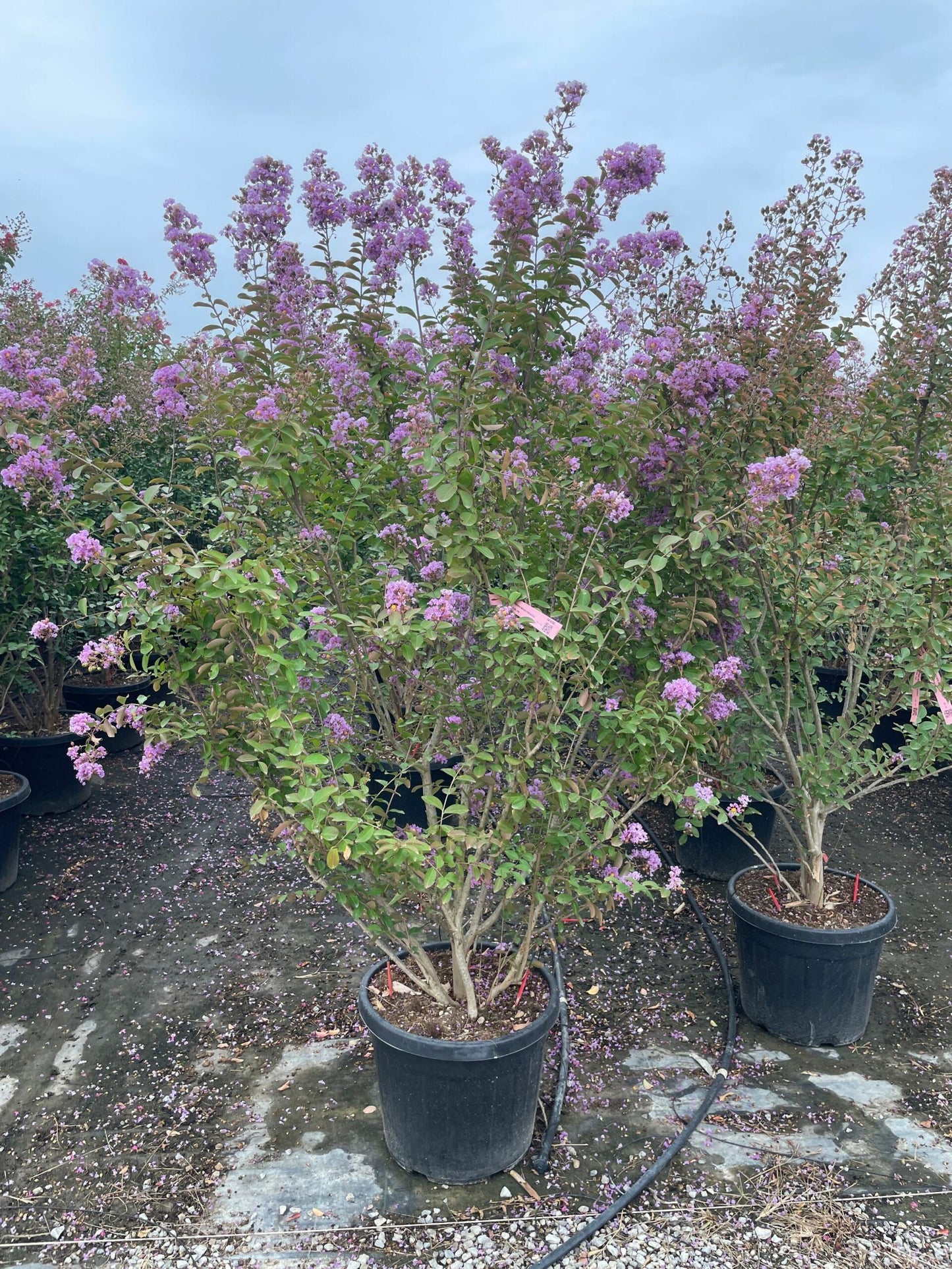 LAGERSTROEMIA indica 'White Chocolate'