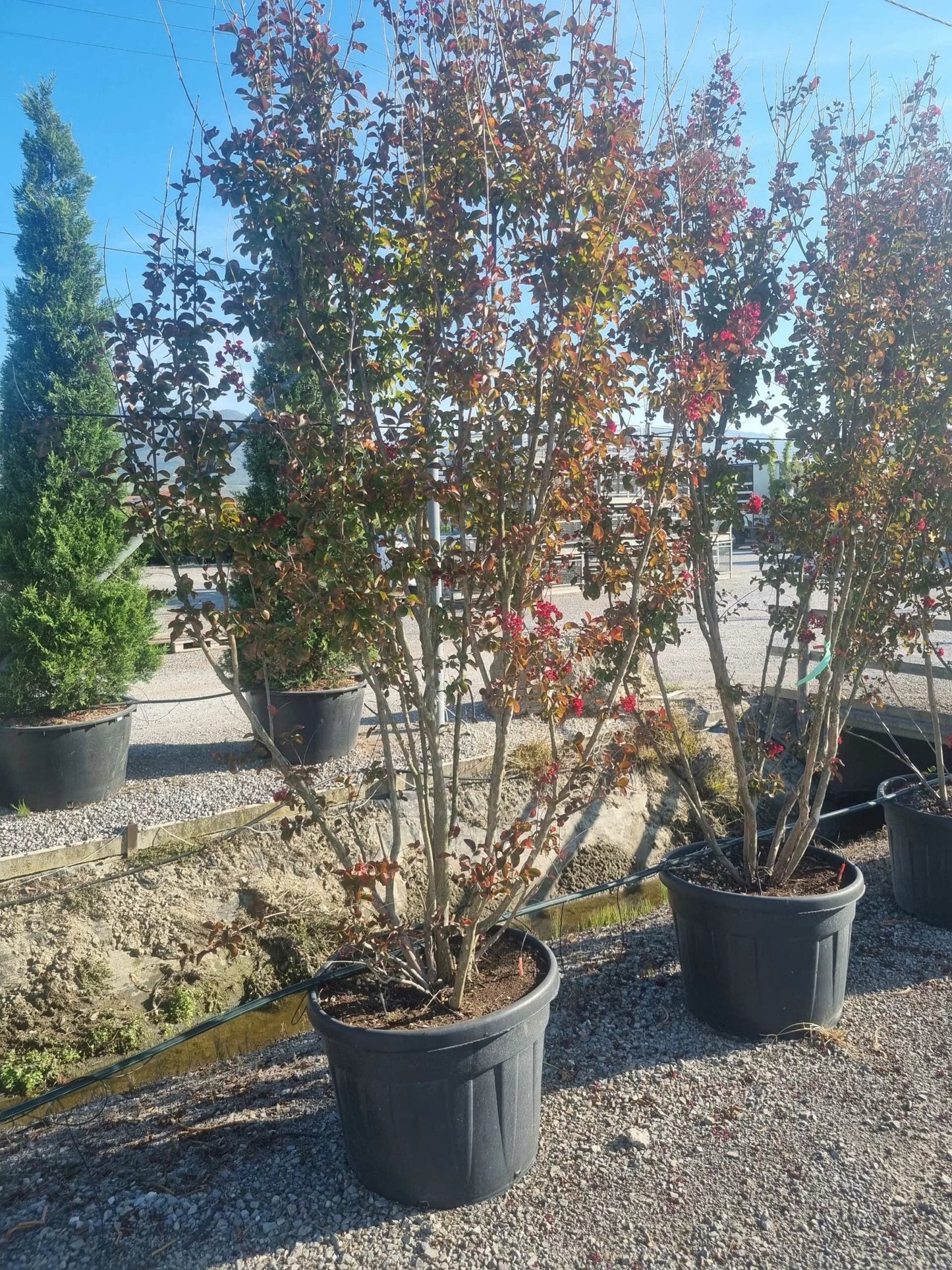 LAGERSTROEMIA x 'Lipan'