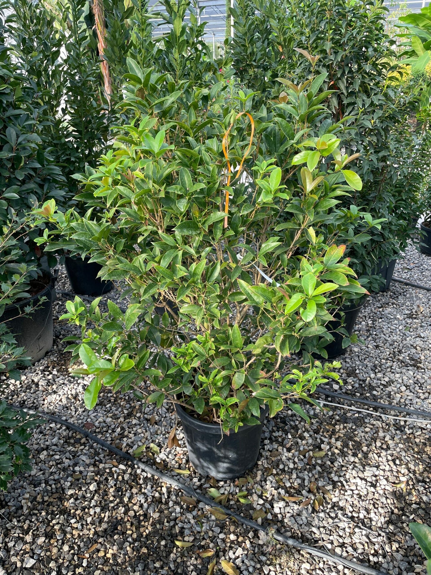 OSMANTHUS fragrans 'Aurantiacus'