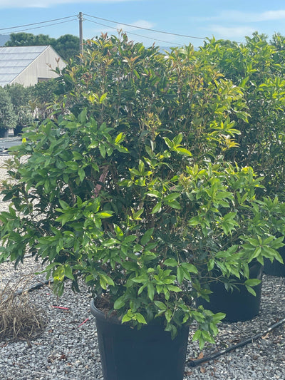 OSMANTHUS fragrans 'Aurantiacus'