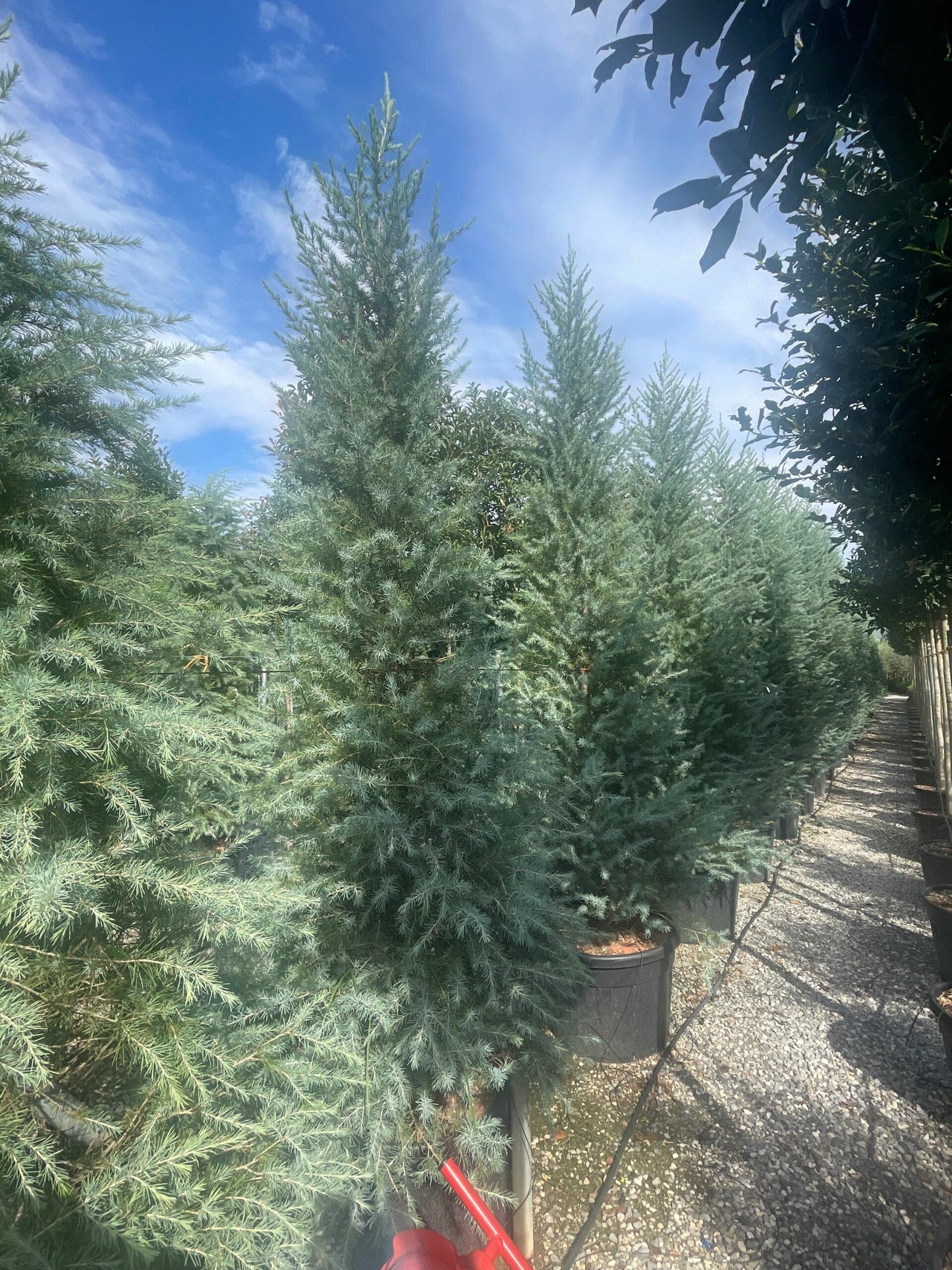 CEDRUS deodara 'Aurea'