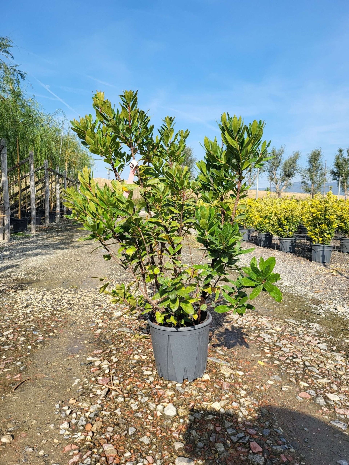 ARBUTUS unedo 'Compacta'
