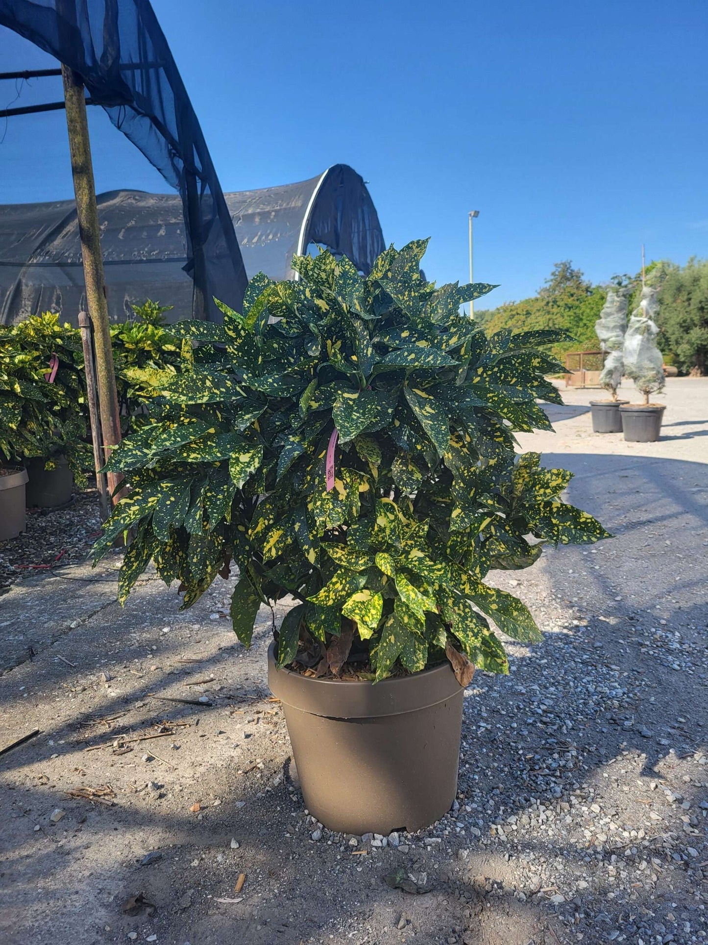 AUCUBA japonica 'Crotonifolia'