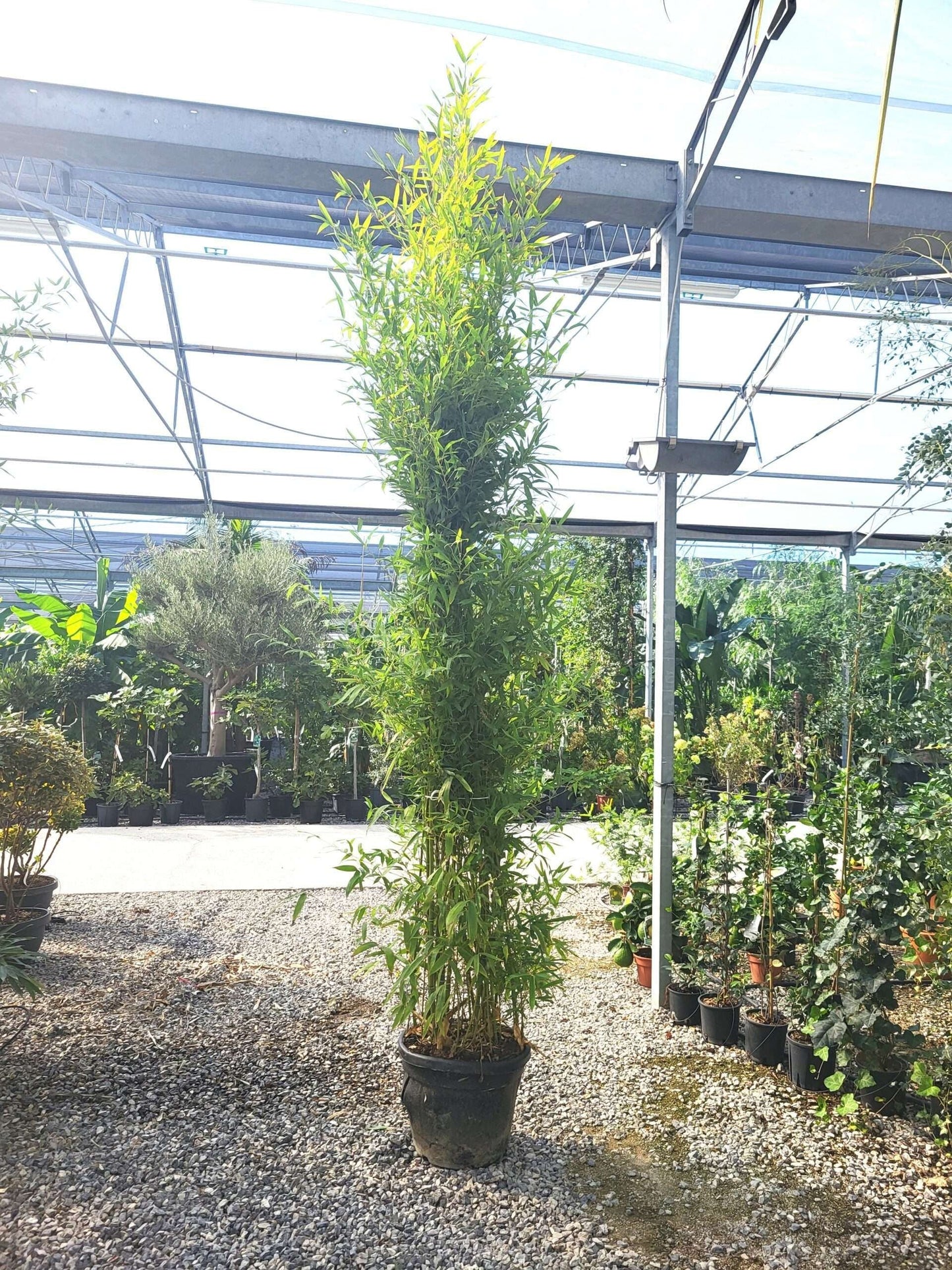 BAMBUSA Phyllostachys aureosulcata 'Aureocaulis'