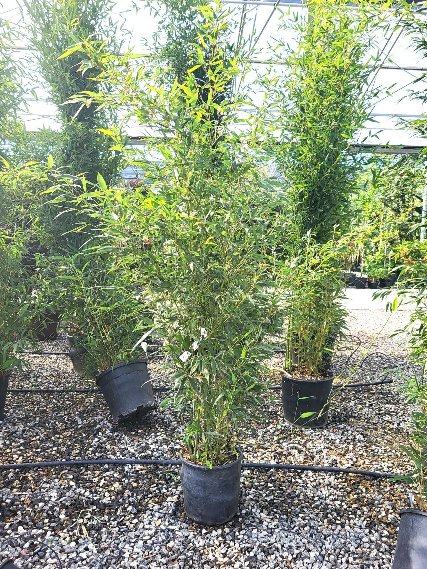 BAMBUSA Phyllostachys mitis