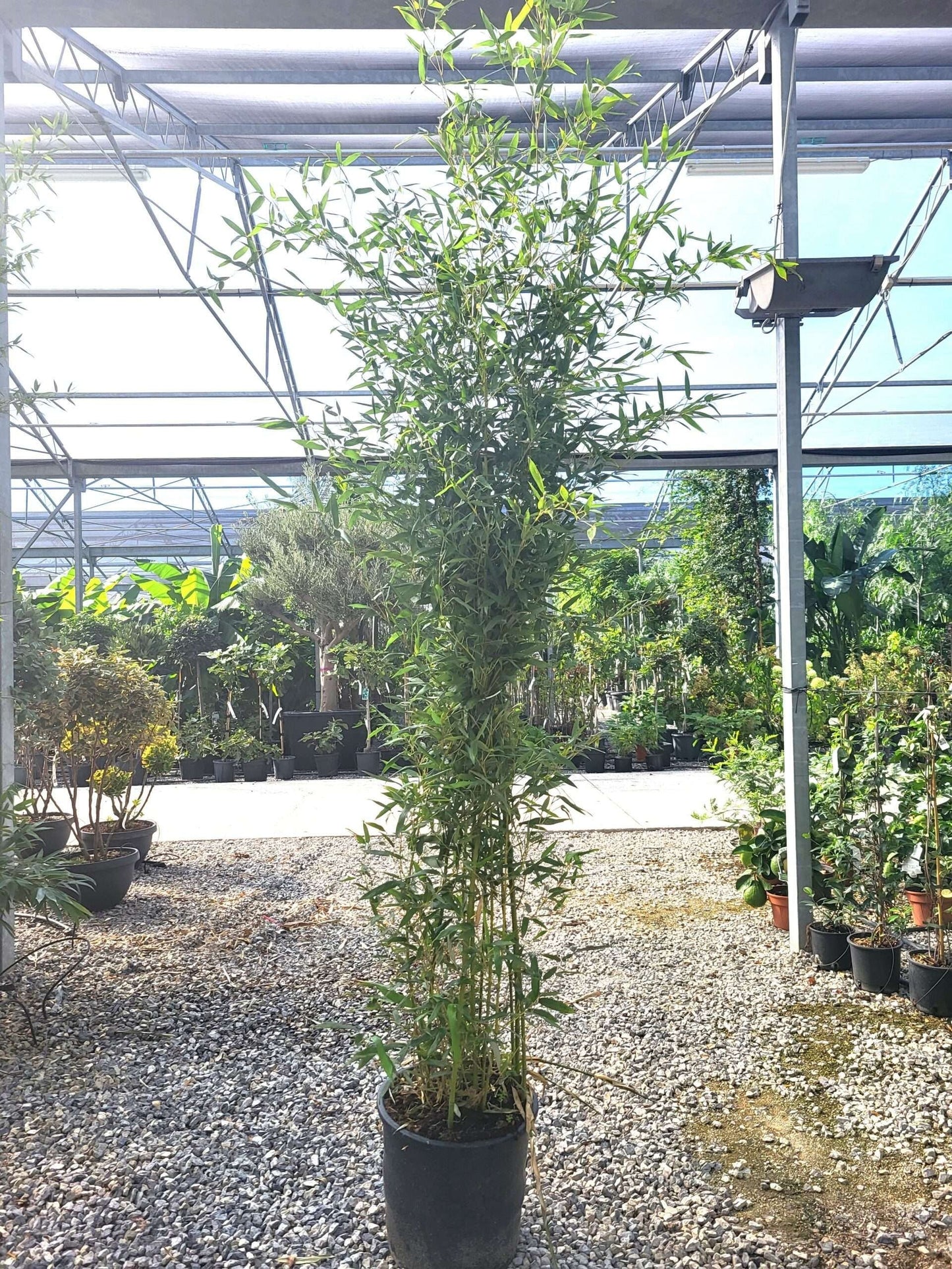 BAMBUSA Phyllostachys mitis