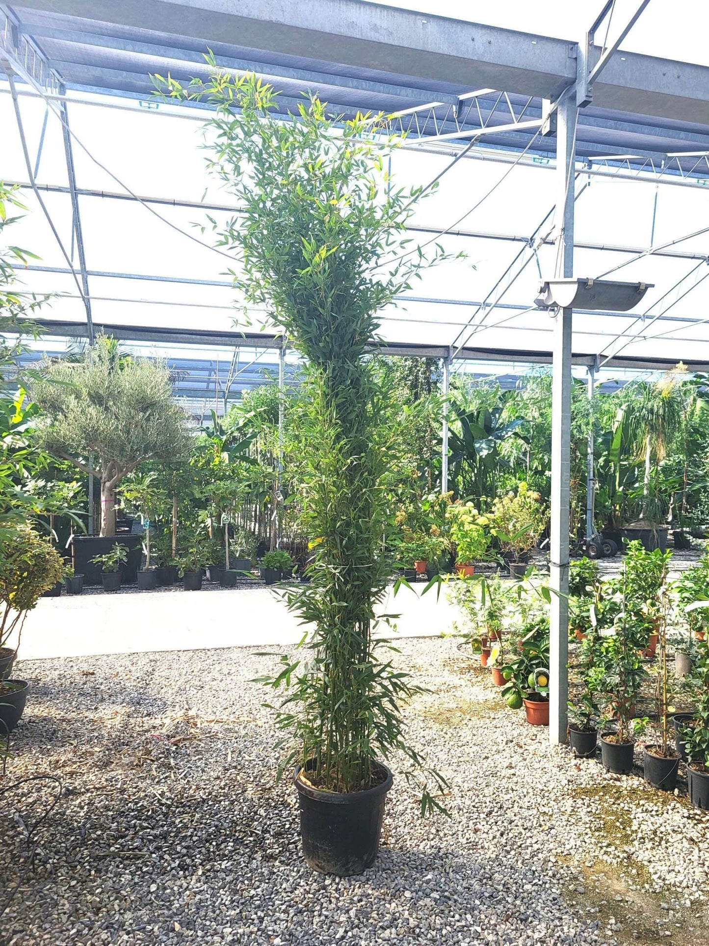 BAMBUSA Phyllostachys mitis