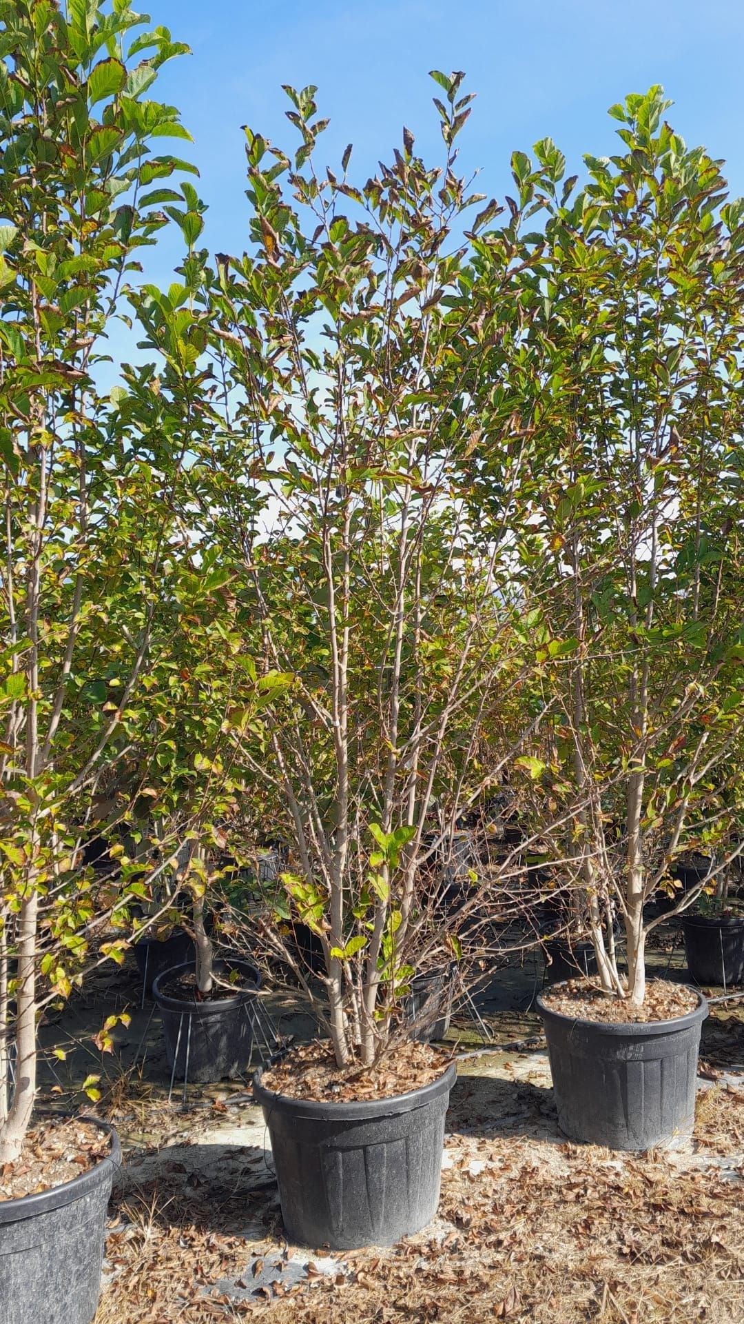 MAGNOLIA liliflora 'Nigra'