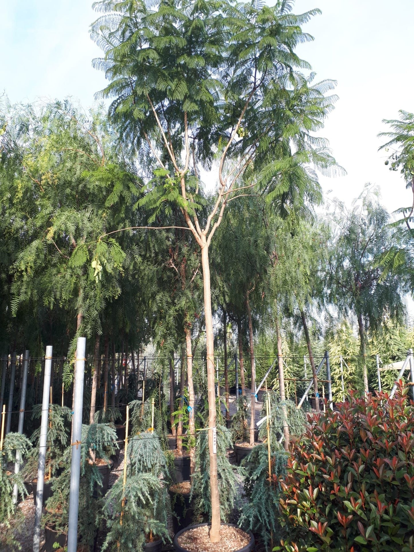 JASMINUM azoricum
