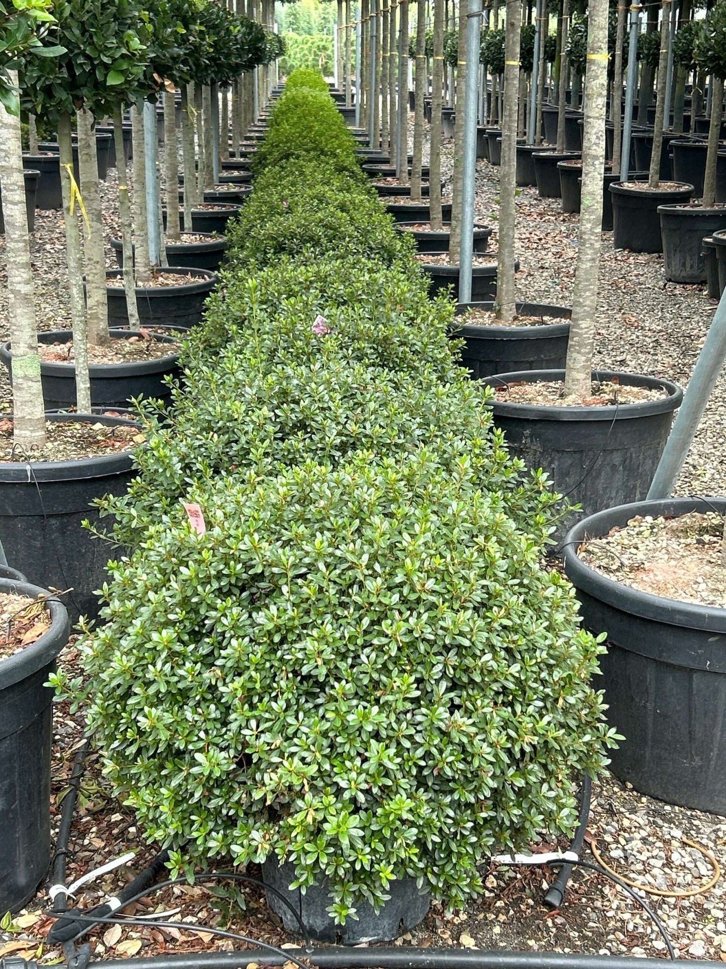 AZALEA japonica 'Rosa'