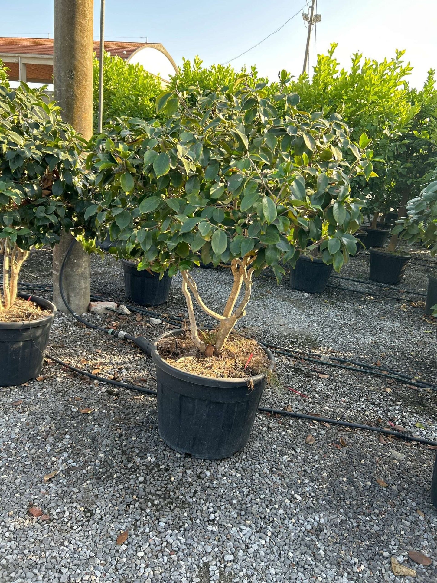 CAMELLIA japonica 'Illumination-rosso'