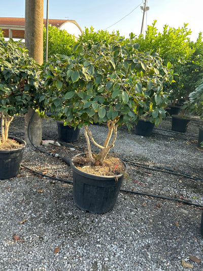 CAMELLIA japonica 'Illumination-rosso'