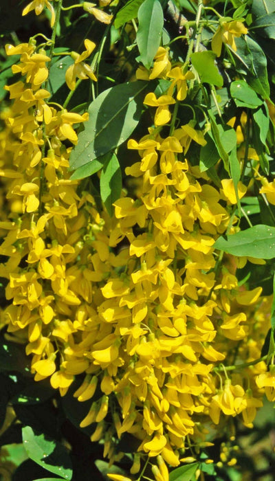 LABURNUM anagyroides 'Fastigiata'