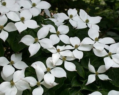 CORNUS kousa 'Kreuzdame'