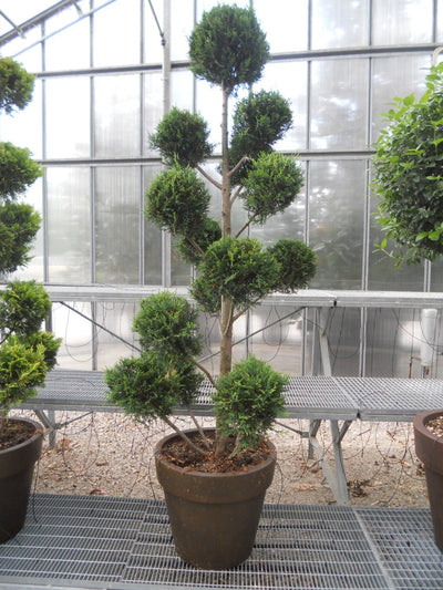 CUPRESSOCYPARIS leylandii 'Castlewellan Gold'
