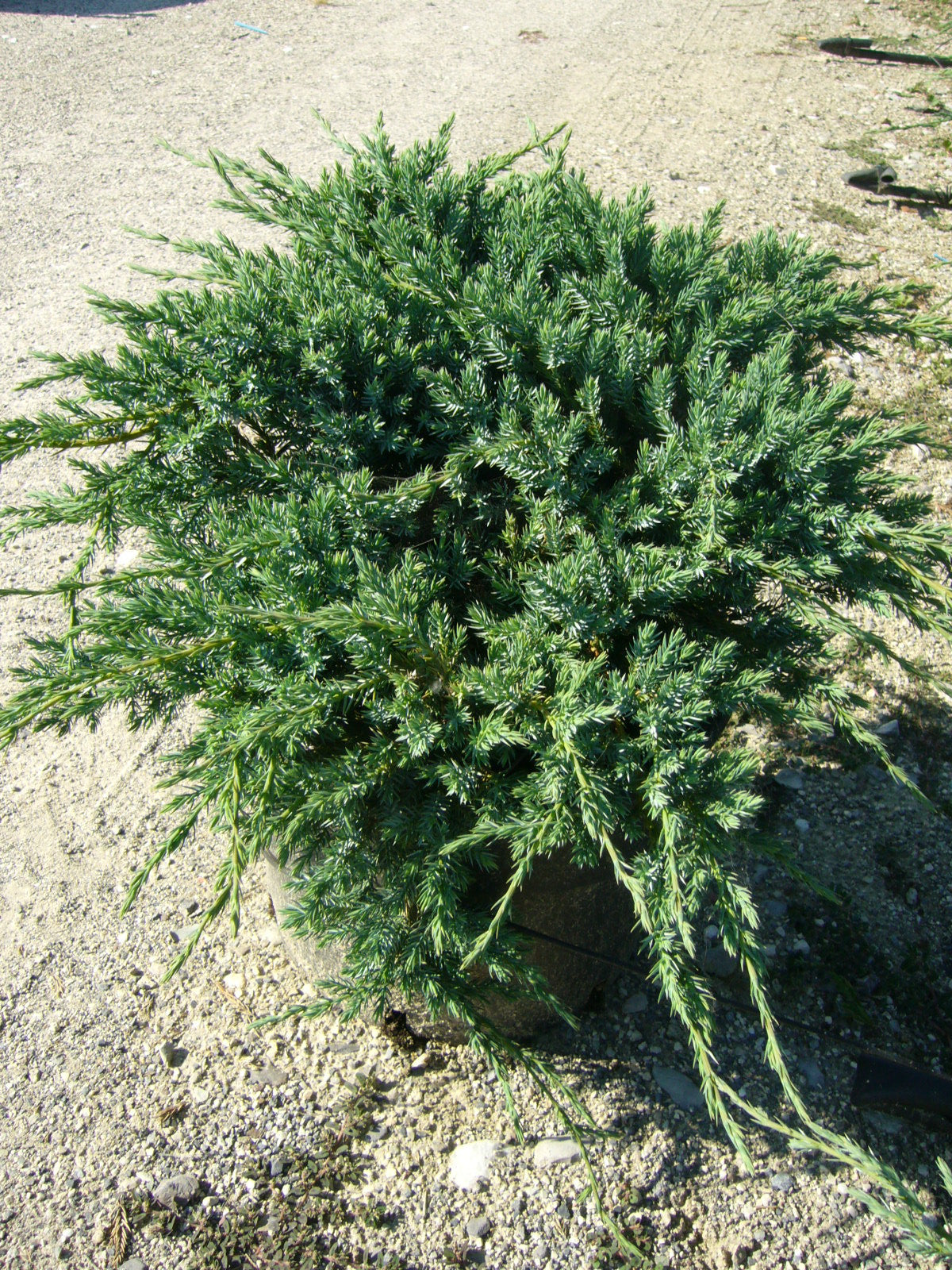 JUNIPERUS squamata 'Blue Carpet'