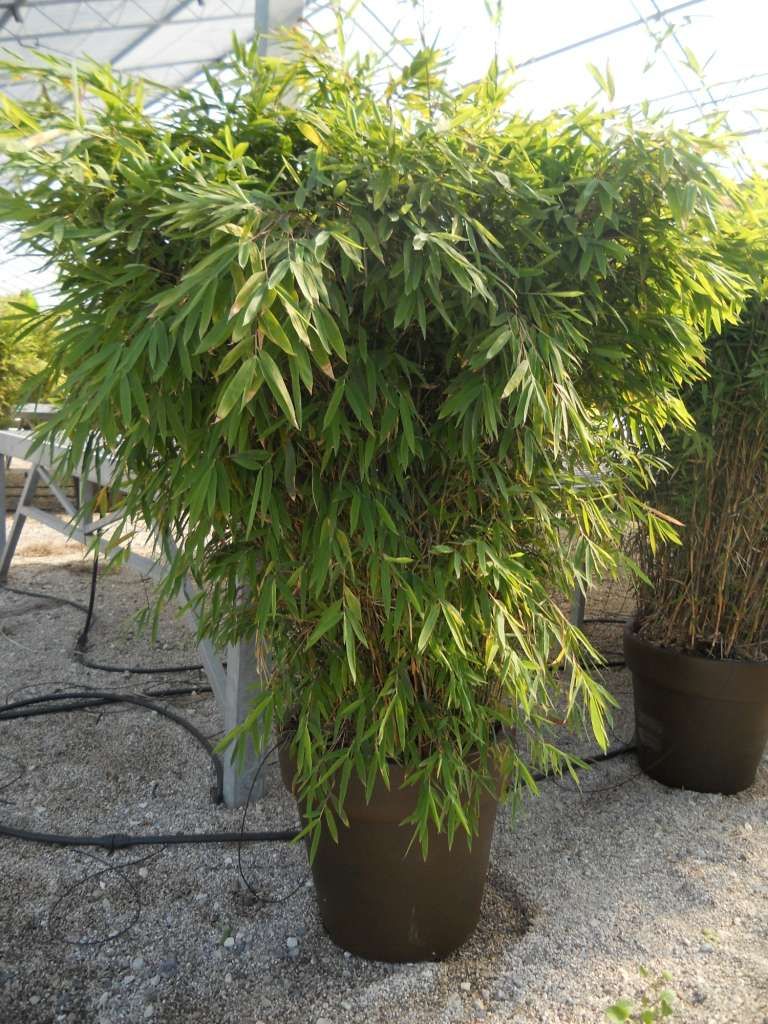 BAMBUSA fargesia nitida 'Trifina'