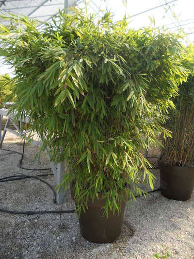 BAMBUSA fargesia nitida 'Trifina'