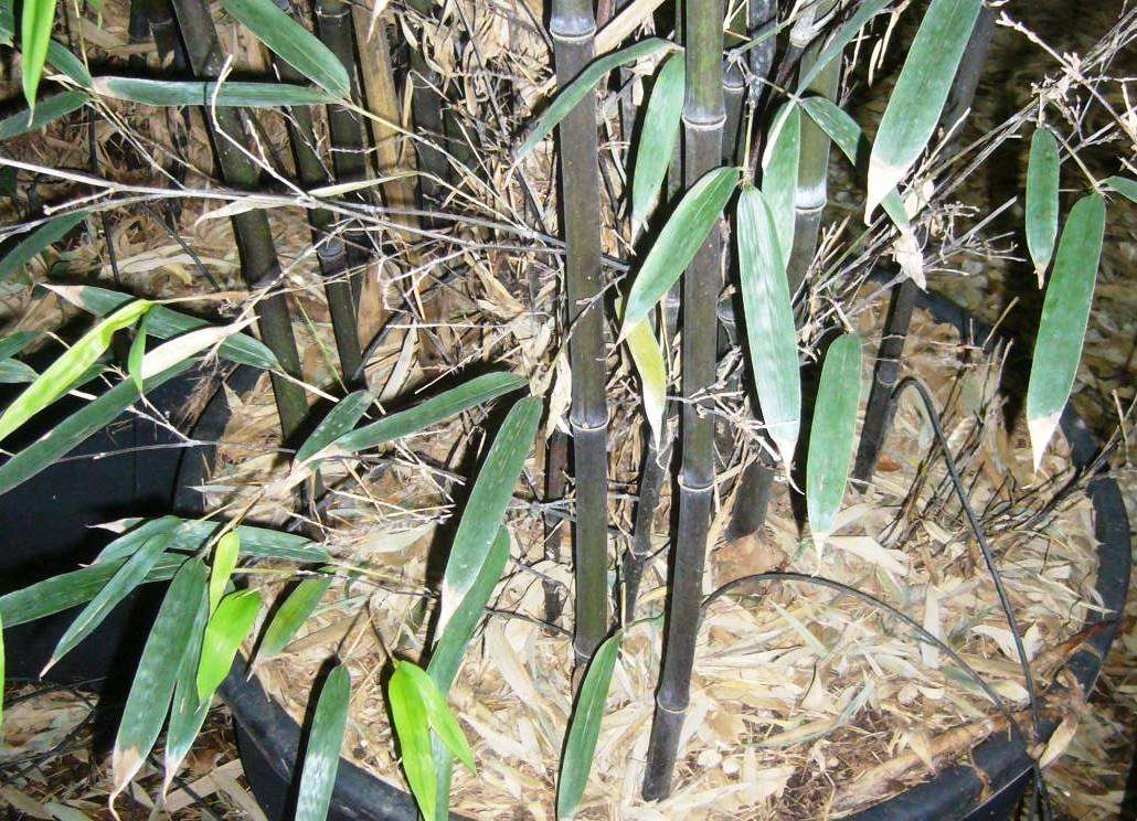 BAMBUSA Phyllostachys nigra