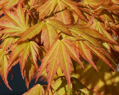 ACER palmatum 'Orange Dream'