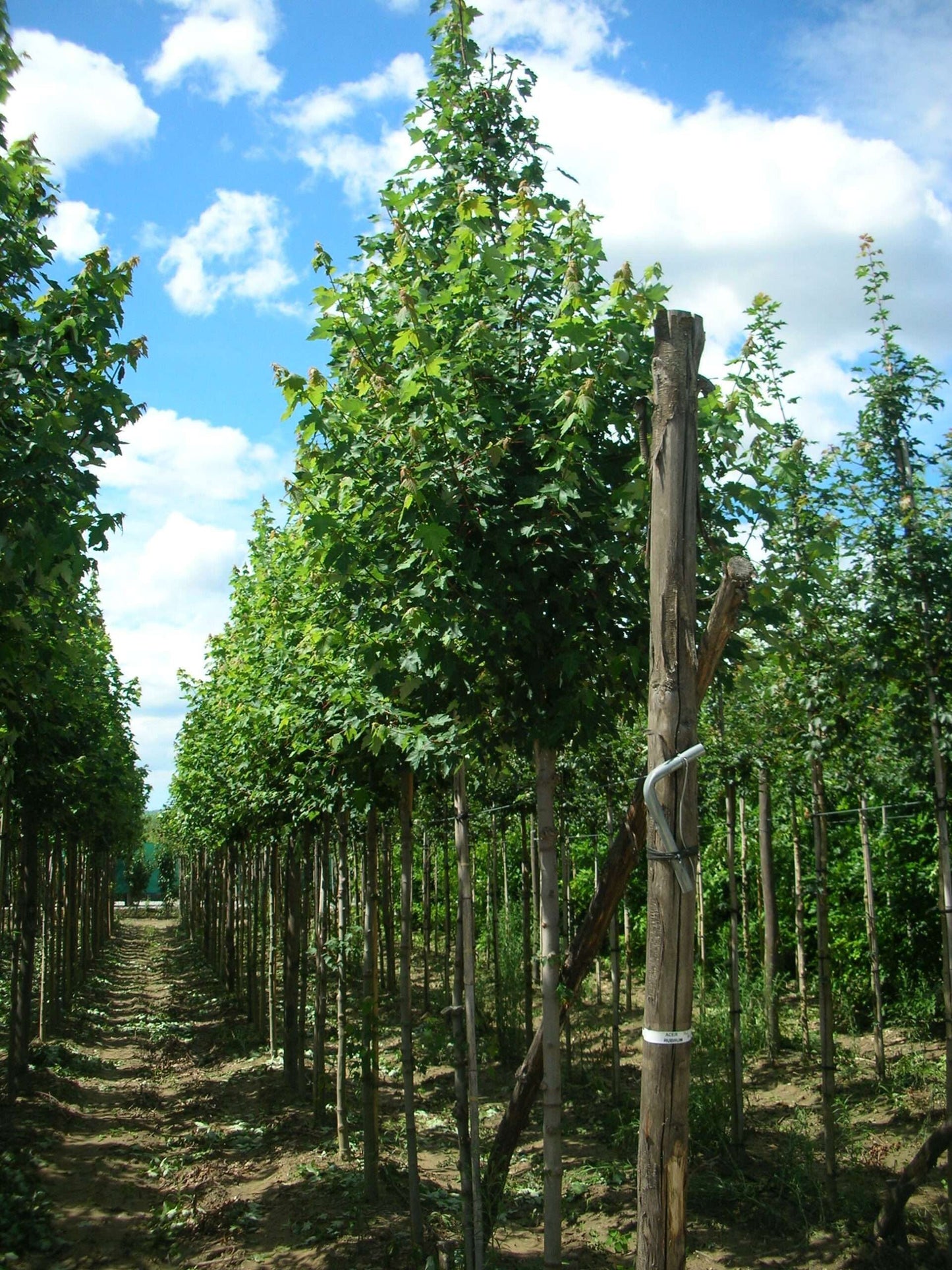 ACER rubrum 'Redpointe'